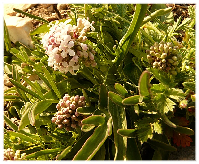 Valeriana tuberosa / Valeriana tuberosa